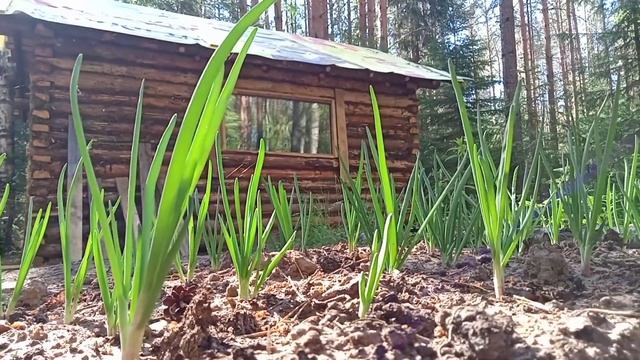 Опять за старое! Кто это СДЕЛАЛ? Кто рано встаёт тот ДОМ построит. Коптим рыбу в лесу. смотреть онлайн