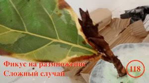 [118] Получили фикус на размножение. Распаковка. Сложный случай. совет заказчикам