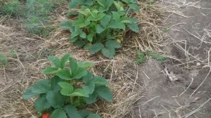 КЛУБНИКА (ЗЕМЛЯНИКА) ДИВНАЯ, ОПИСАНИЕ СОРТА КЛУБНИКИ ДИВНАЯ