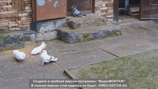 Старониколаевские и николаевские замашные голуби А. Струмило