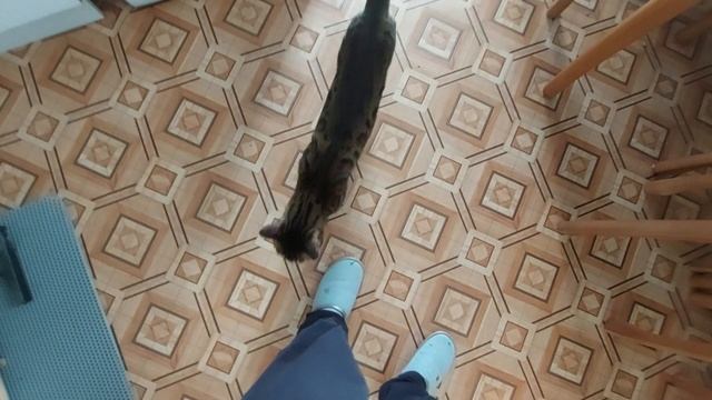 СТЕКЛЯННАЯ ЛАПША ФУНЧОЗА С МИДИЯМИ И ОВОЩАМИ. смотреть онлайн