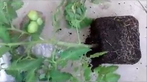 помидоры "бычье сердце" на балконе