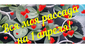 ВСЯ МОЯ РАССАДА НА 1 АПРЕЛЯ!#РАССАДА#ОБЗОРРАССАДЫ#1АПРЕЛЯ#