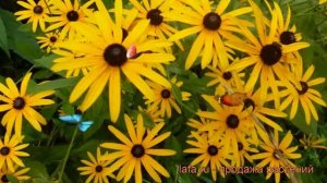 Рудбекия блестящая (rudbeckia fulgida) ? блестящая рудбекия обзор: как сажать, саженцы рудбекии