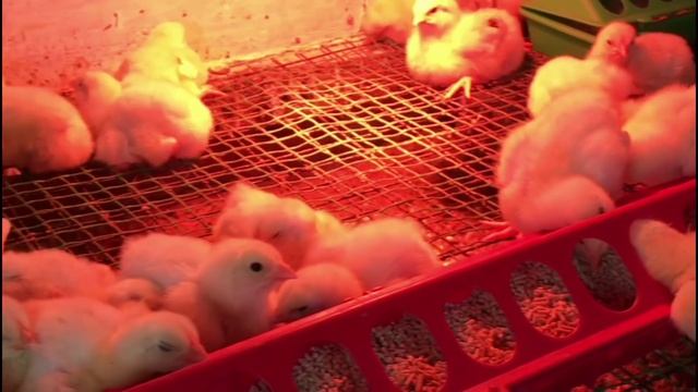 Цветной Бройлер Habbard JA 787. Цыплята 5 Суток смотреть онлайн