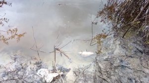 Рыбалка в Тюмени на Водозаборе река Тура