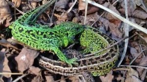 Брачные игры ящериц