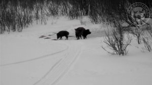 Охота на кабана - кабаны на прикормочной площадке