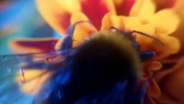 ШМЕЛЬ на Цветке: макросъёмка и увеличение смотреть онлайн