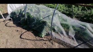 ?????АРБУЗНАЯ РЕДЬКА. КАК ВЫРАСТИТЬ. ЧТО ПРИГОТОВИТЬ