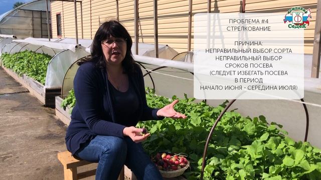 7 ОШИБОК ПРИ ВЫРАЩИВАНИИ РЕДИСА.  Причины плохого урожая редиса и как их избежать