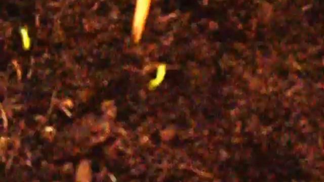 Баба сеяла горох - 3. Марина Светёлка,http://vk.com/club48654208. смотреть онлайн