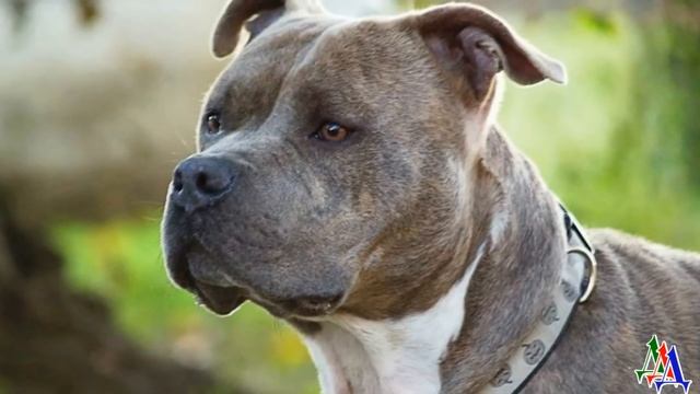 Пса привезли на машине в незнакомой посёлок и оставили на дороге. Оставили потому что стал не нужен смотреть онлайн