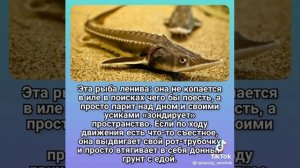 Факты о стерляди.