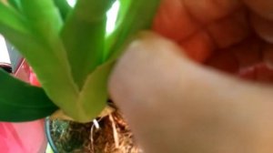 Растёт цветонос у Камбрии с не вызревшей пбульбы.