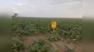 Тыква - от посева до урожая