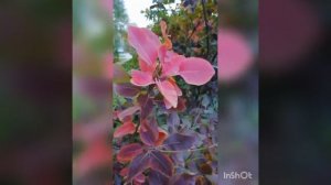 Ты читаешь мои стихи. ?-Лилия Игнатьева ⚜