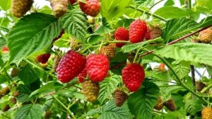 Малина Лячка#описание сорта, фото