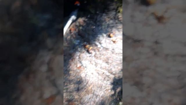 КАК УБРАТЬ осиное гнездо . смотреть онлайн