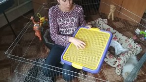 Манеж для щенков шпица