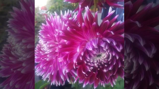 #герань #цветы #цветок #цветение #flower смотреть онлайн