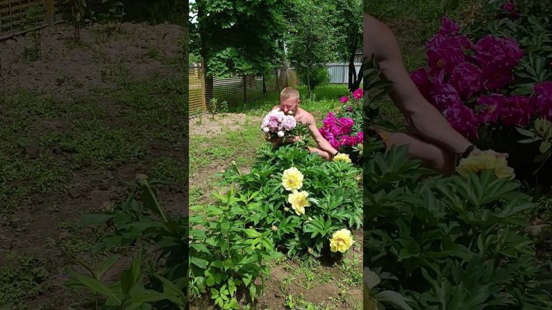 Состояние, когда цветы поднимают настроение и вызывают только положительные эмоции и чувства. Пионы.