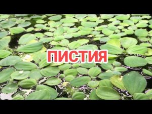 ПИСТИЯ. СОДЕРЖАНИЕ В АКВАРИУМЕ