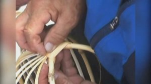 Плетение корзин из черемухи