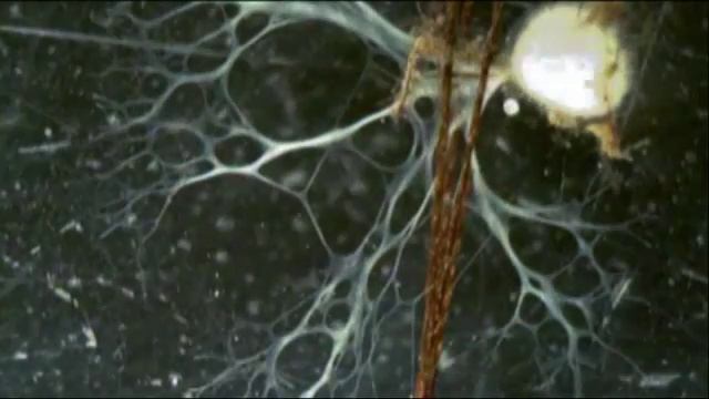 Губки способны выйти из себя смотреть онлайн