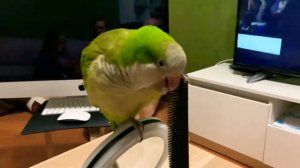 КИВИ-ПТИЧКА. Попугай монах-калита (квакер) 05