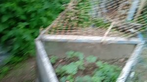 Конструкция под арбузы и сетка на огурцы