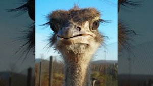 САМЫЕ ИНТЕРЕСНЫЕ ФАКТЫ ПРО СТРАУСА! (Познавательное видео для детей с Енотом Почемучкой).