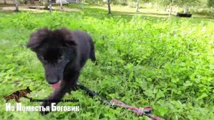 ДИВА ИЗ ПОМЕСТЬЯ БОГОВИК (2 месяца) - щенок ДШ черной немецкой овчарки