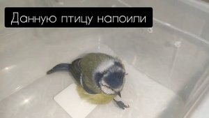 Птица ударилась в стекло(чмт)