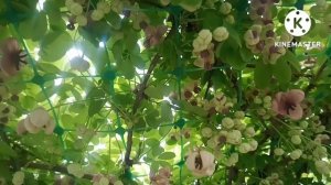 Цветение Акебии. Кто опыляет эту лиану?