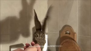 #КАРЛИКОВАЯ #сова #Сплюшка ??? Otus scops ??? Содержание в доме ??? #консультации #продажа