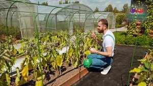 УХОД ЗА БАКЛАЖАНАМИ В ИЮНЕ