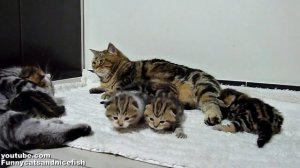 Большая семья