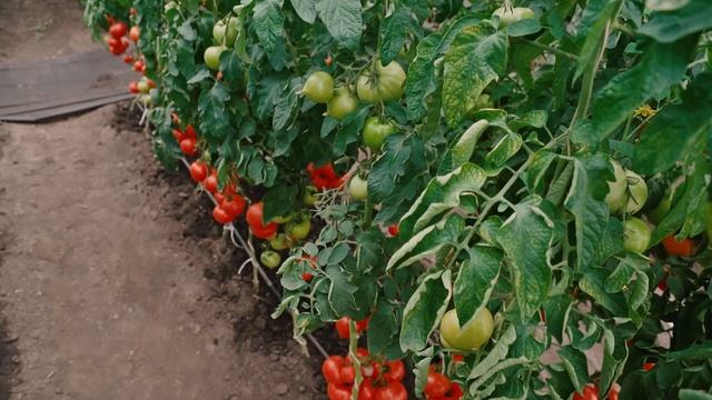 ТОМАТ, Который Созревает 100 ДНЕЙ, но Результат Превосходит Ожидания – Гибрид БИФ СТАР F1 смотреть онлайн