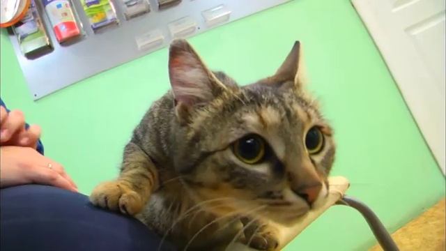 Четыре кошки ищут дом смотреть онлайн