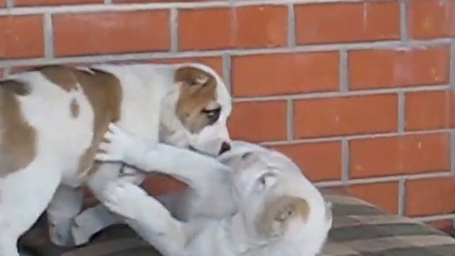 щенки Среднеазиатской овчарки (Алабай) д.р. 24.02.2017.продаются т. 8926 568 58 49 смотреть онлайн