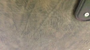 КОШКА ПОЙМАЛА БЕЛКУ!!!