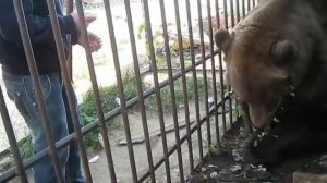 Опасный момент с медведем в клетке. Никогда так не делайте!!!