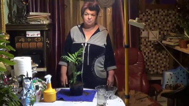пальмы, хамедорея. ПЕРЕСАДКА, ПОДКОРМКИ, ПОЛИВ, МЕСТО СОДЕРЖАНИЯ