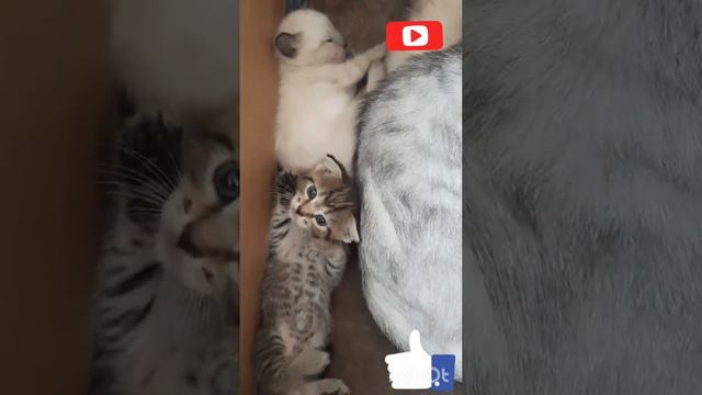 Котята с кошкой..🐈🐱