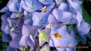 Гортензия крупнолистовая Адриа Блю (hydrangea) ? обзор: как сажать, саженцы гортензии Адриа Блю
