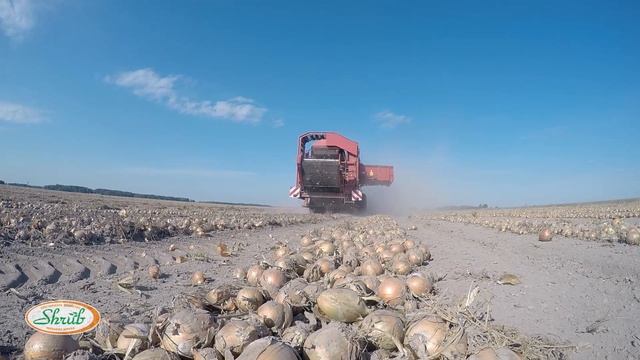 Уборка лука. КХ Михаила Шруба смотреть онлайн