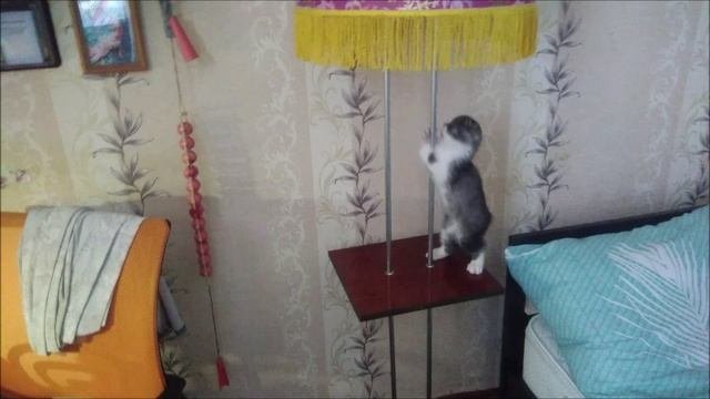 Проделки Флоки.mp4