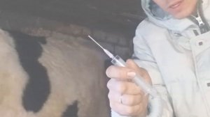 Делаю уколы своим коровкам