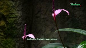 Rare Anthurium Plant - Anthurium Amnicola - Tulip Anthurium - Hawaiian Tulip